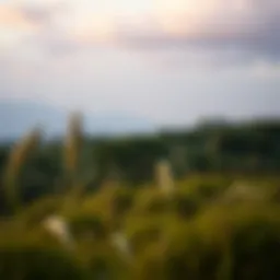 A serene landscape symbolizing peace and security for life's later stages