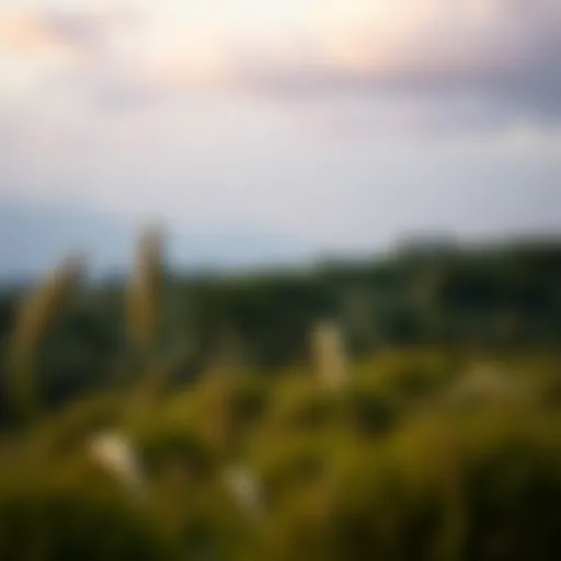 A serene landscape symbolizing peace and security for life's later stages