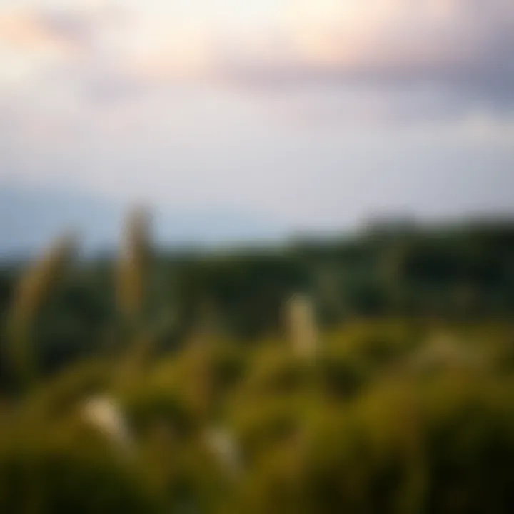 A serene landscape symbolizing peace and security for life's later stages