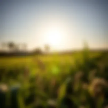 The Abundance of Agricultural Diversity Diverse crops thriving under the sun